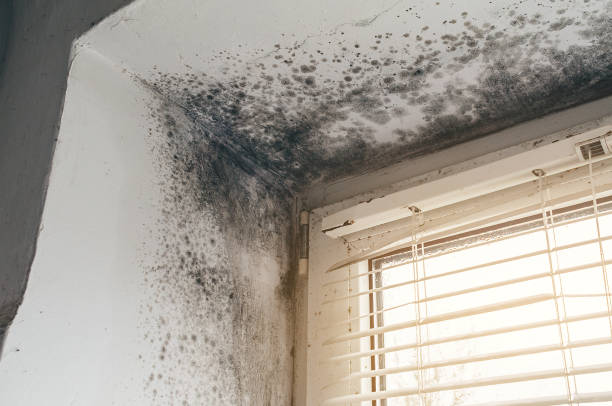 Affordable Hvac And Air Duct Mold Remediation solutions in Beverly, NJ